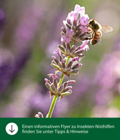 Dehner Natura Insektenhotel Zermatt, Ca. B8/H19,5/T12,5 Cm -Natur Garten Verkauf WE IG FlyergrafikDehnerNaturaInsektenhotelsNisthilfen 38