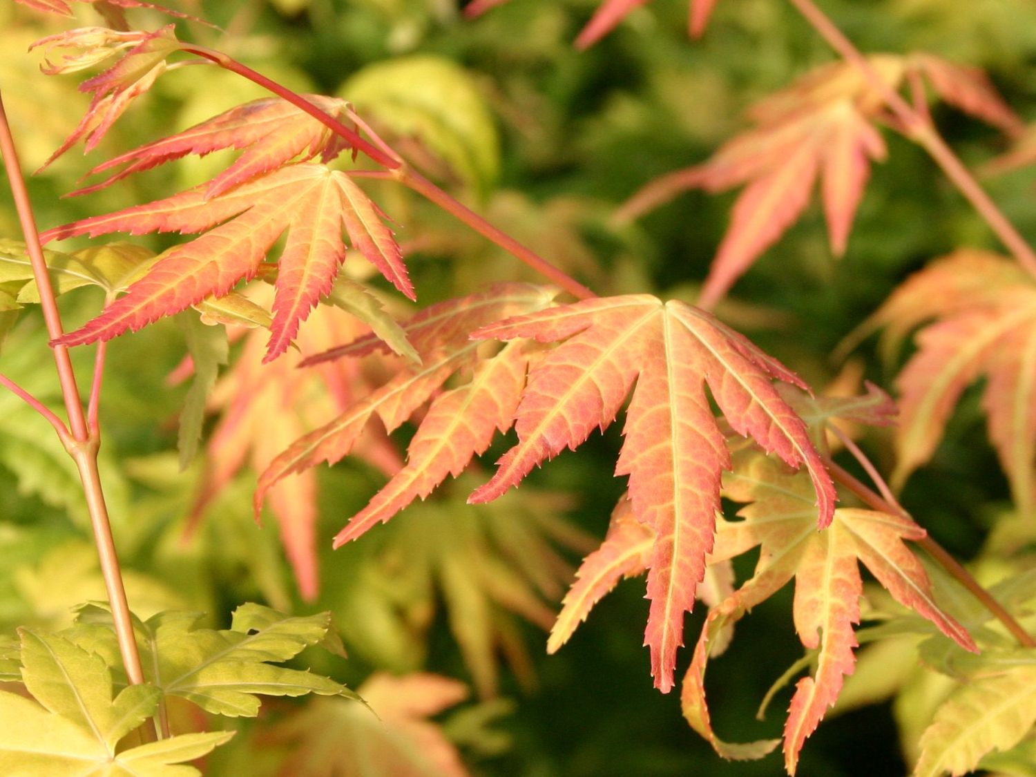 Natur Garten Verkauf -Natur Garten Verkauf faecher ahorn orange dream m008834 w 0